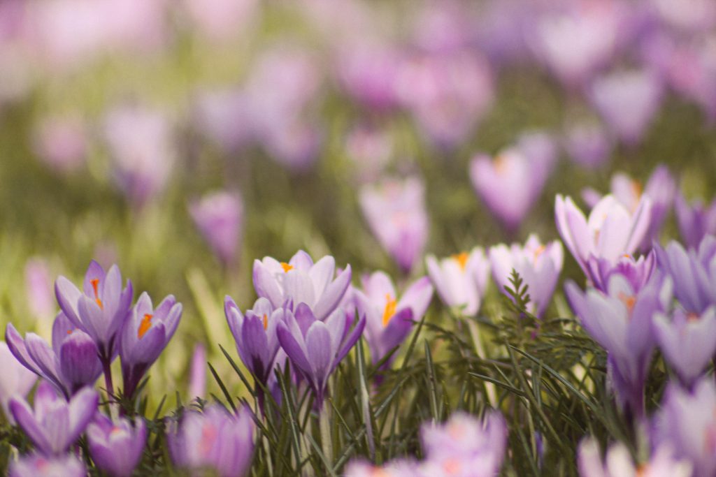 A field of vibrant purple crocus flowers blooming in Husum, Germany during spring.