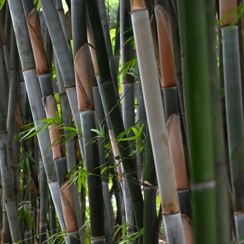 bamboo