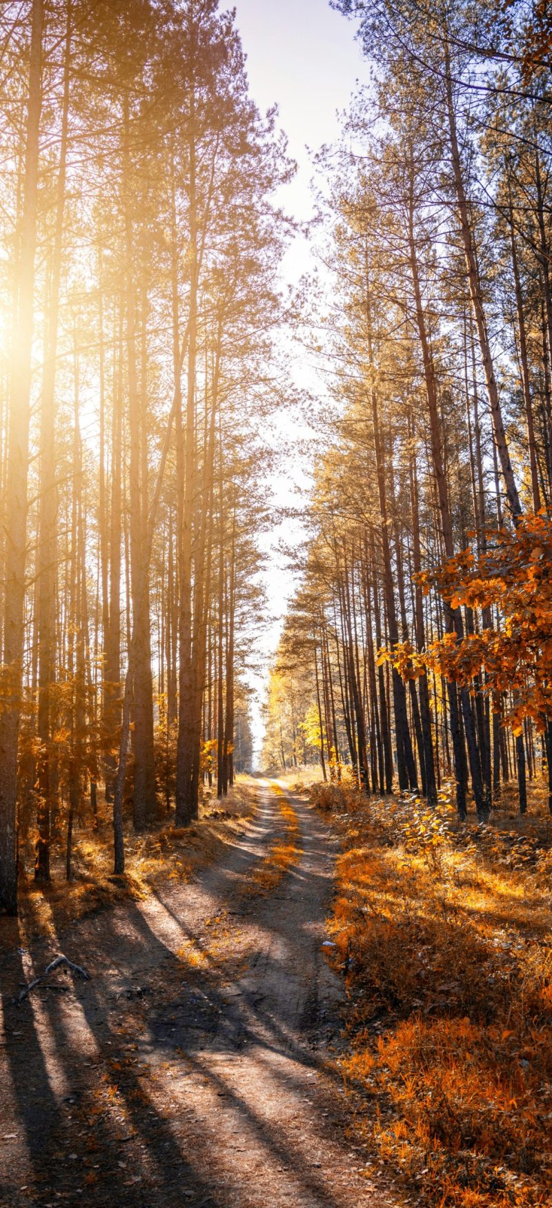 Sunlit forest path in autumn with tall trees and vibrant foliage.